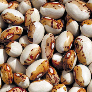 Hidatsa Shield Bean