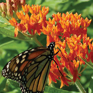 Butterflyweed Seed