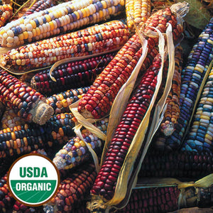 Mandan Bride Corn (Organic)