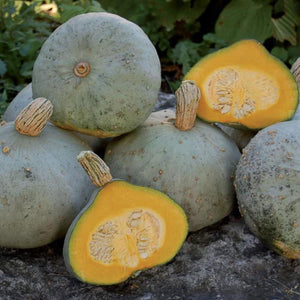 Silver Bell Squash