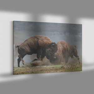 Bison_Fight_Canvas_by_Duane_Hons_-_Onlin_H_Rectangle_Dramatic_Shadow_Mockup.png