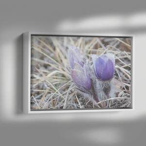 Carol_Priestly_Canvas_Print_with_Black_F_Framed_Canvas_H_Rectangle_Dramatic_Shad_Mockup.png