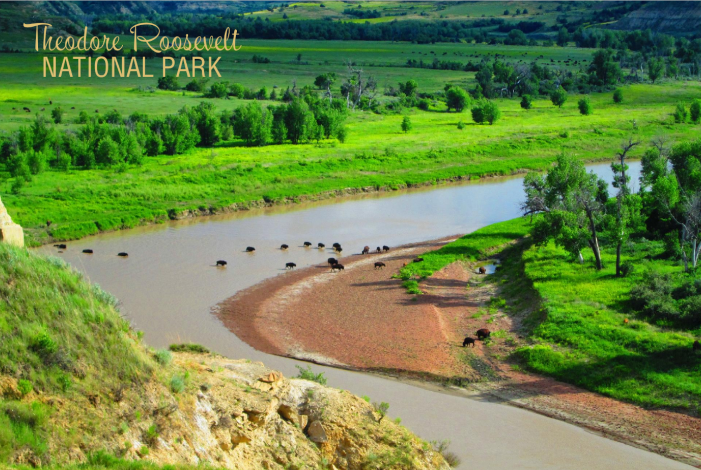 Wind Canyon Bison Postcard
