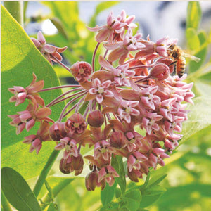 Common Milkweed Seed