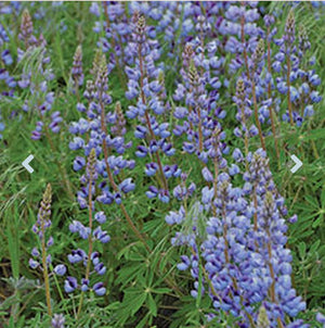 Lupine Seed
