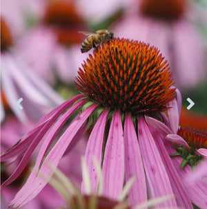 Purple Coneflower