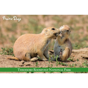 Wildlife Prairie Dog Postcard